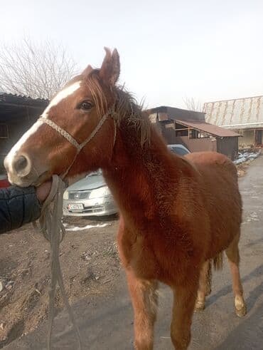 кошки в бишкеке: Продаю | Кобыла (самка) | На забой — 4