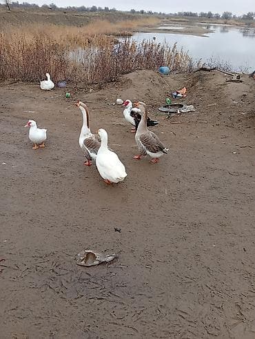 Животные: Продажа домашней птицы (водоплавающая): - Гуси: белые и серо-пегие — 1