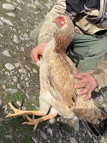 Үтүктөөчү такталар: Курочка Дакан породы Турк Шамо обмен не интересует 🫷 Рост очень — 1