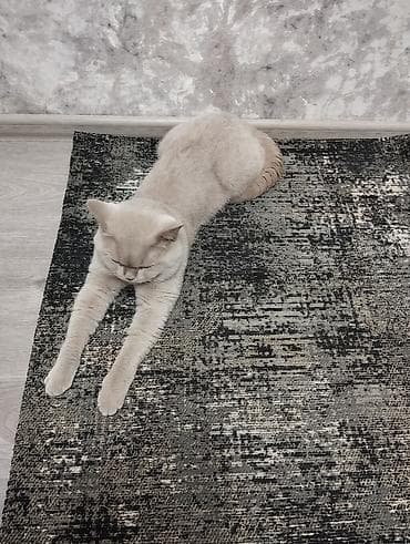 Мышыктар: Ищем кошечку для вязки! — 9