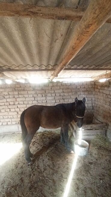 купить породистую собаку: Сатам | Байтал | Жумушка — 5