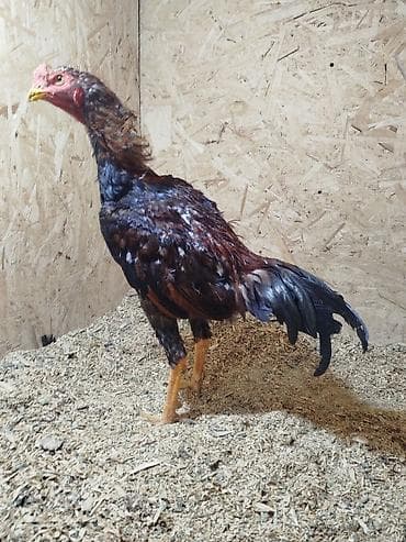 уй сатып алам бишкек: Сатам | Короздор — 7