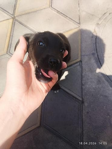 собака сосиска: Щенок, черный с белыми «носочками» на лапах спаниель смесь с овчаркой — 1