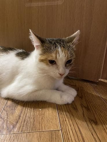 купить кот кот: Кошка даром: Беспородная, 1 год, Девочка, Кастрирована, Приучена к лотку, Проглистована — 1