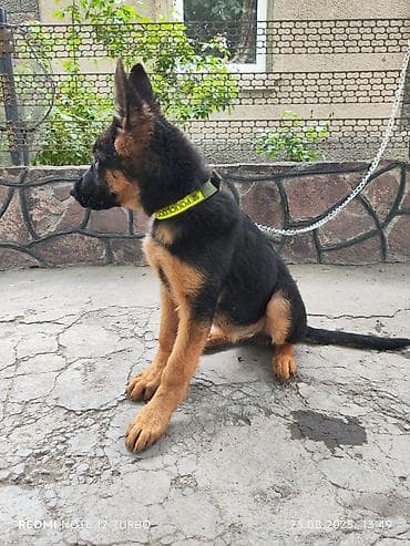 собаки продажа: Питомник «КУЛБИС» — родословные немецкие овчарки. Открыта — 5