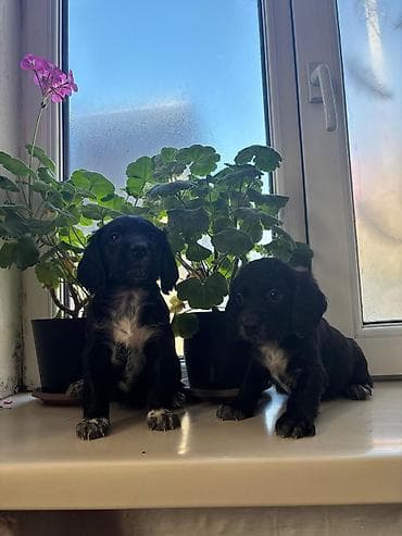 акти: Продаются Щенки русского охотничьего спаниеля Щенки родились 1 января — 5