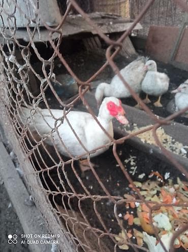 Аквариумы: Мускусные утки (индоутки), белые и пегие. селезень большой за 1500 — 2