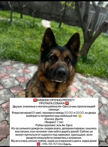заказать собаку: ПРОПАЛА НЕМЕЦКАЯ ОВЧАРКА, ПО кличке «ДАНТЕ» 7 лет Без ошейника — 3