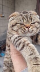 продажа домашних животных: Продаются шотландские котята,привитые,проглистованы,мальчик и девочка — 4