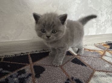 манчкин бишкек: Шотландские котята (вислоухие/страйт) серого (blue) окраса - Плюшёвая — 8