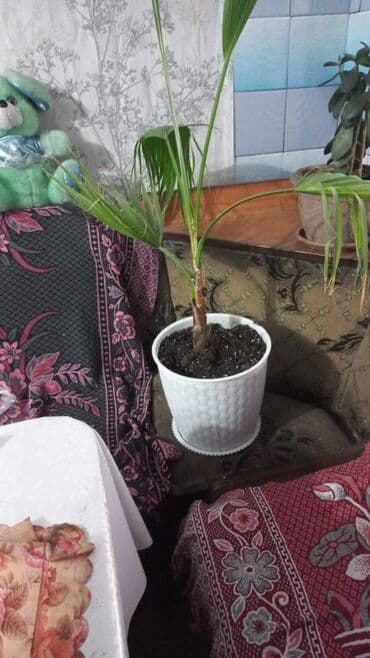 люстры для зала бишкек цены: Палма — 1