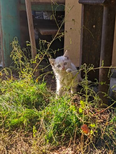 carters для мальчика: Котята, домашние, игривые. Описание: - Окрас: рыжий и кремово-белый — 7