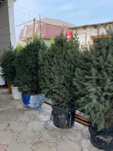 искусственные ели с белой хвоей: Продаются голубые ели 🌲 -Размеры от 40 до 140см -Цены варьируются в — 5