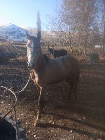 французский булдог: Продаю | Конь (самец) | Рабочий — 5