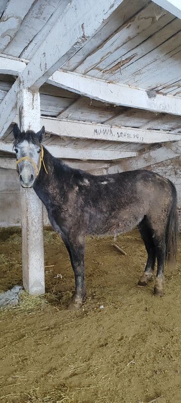 сколько стоит собака хаски: Продаю | Конь (самец), Жеребец | Полукровка, Першерон, Дончак | На забой | Племенные, Осеменитель — 4