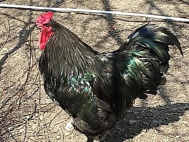 куриные лапки: Продаю Петушков — 1