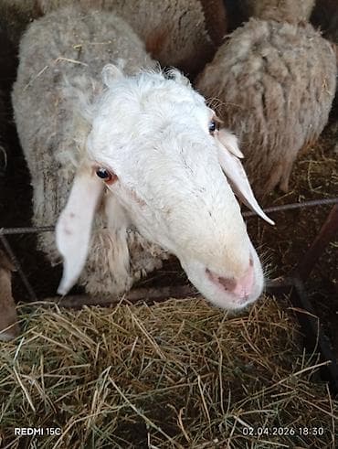 немецкая овчарка токмок: Продаю | Баран (самец) — 4