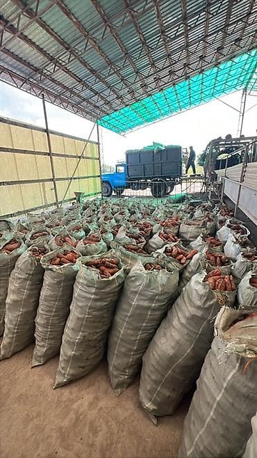 комнатные цветы оптом бишкек: Не мытый отход — 1