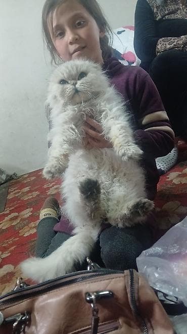 Отдам даром кошку: Шотландские кошки и котята (разные окрасы и типы ушей) Описание: - — 2