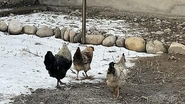 куры несушки оптом: Продаю | Куры | Домашняя | Для разведения — 7