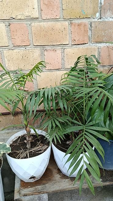 Комнатные растения в горшках 1) Спатифиллум (Spathiphyllum) - Куст с — 2