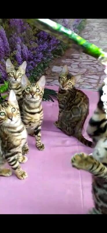 новорожденные котята: Бенгальские котята Проф.Питомник Бен Гла Мур предлагает.чудесных — 29