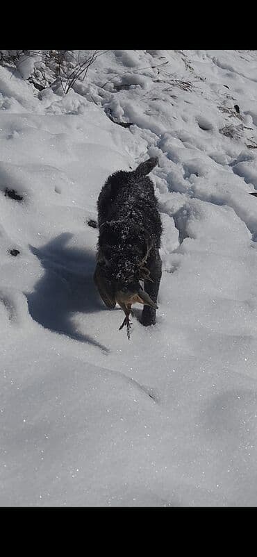 Аквариумдар: Продаю Дратхаара возраст 2 года рабочий 35000 — 3