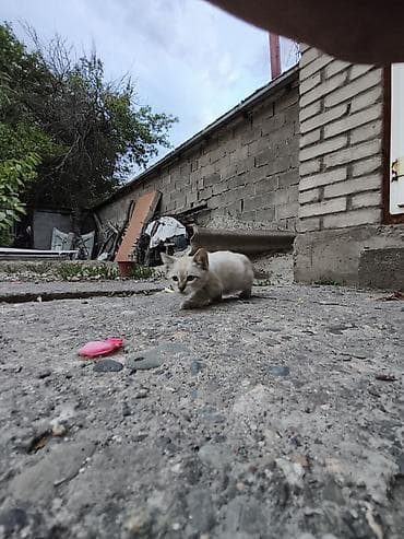 отдам даром комнатные цветы: Это тайская маскарадная гладко шорстная порода котят Отдам даром 1.5 — 2