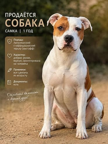 Амстафф, 1 год, Самка, С прививкой