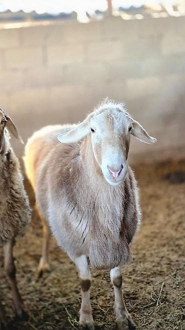 таза канду тай: Продаю | Баран (самец) | Арашан — 3