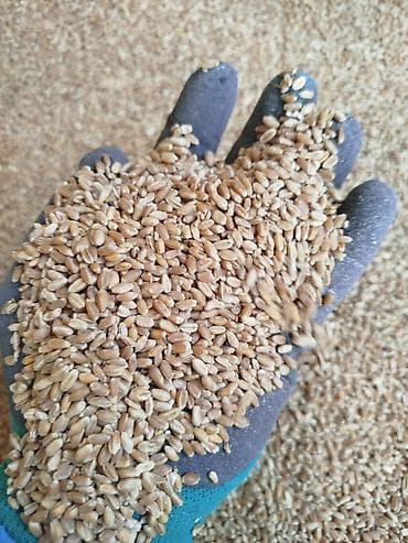 алманын сорттору: Пишиница 22.5ячмень 24.5 оптом и розницу — 3