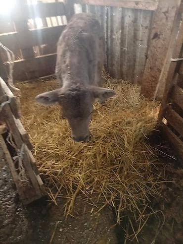 Коровы, быки: Продаю | Тёлка | На откорм — 3