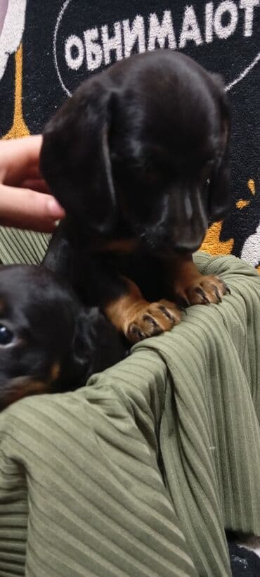 купить собаку в бишкеке: Такса, 2 месяца, Самец, С родословной — 2