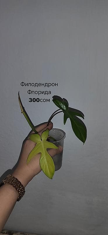 лимон растение: Комнатные растения — саженцы и черенки. 1) Живое дерево (лечебное) — — 10