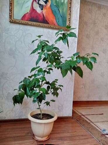 роза в горшке купить: Продаётся домашнее, декоративное,большое растение "КИТАЙСКАЯ РОЗА" — 3