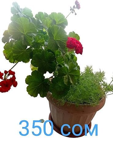 леди баг и супер кот: Комнатные растения в горшках. - Сансевиерия (щучий хвост) — — 6