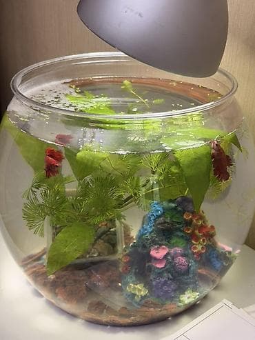 куплю улиток: Аквариумный комплект в форме шара - Прозрачный стеклянный — 1
