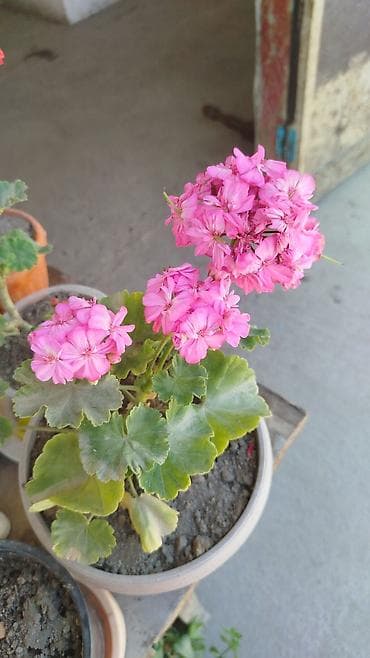 Бегониялар: Бегония макулата (Begonia maculata) в горшках - — 6