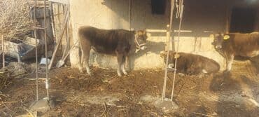 Продаю | Тёлка | На откорм | Отела не было