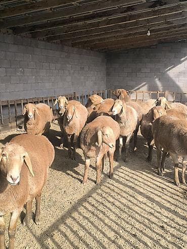 арашанские матки: Продаю | Ягненок | Арашан | Для разведения | Племенные — 10