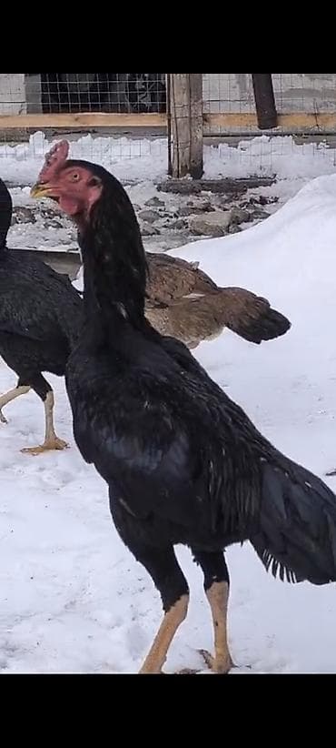 питбуль бои: Продаю | Петух | Бойцовая | Для разведения — 6