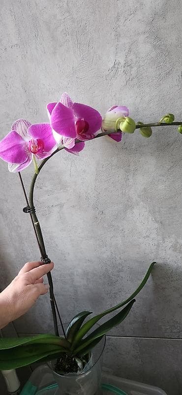 Фаленопсис с крупными цветами насыщенно-розового цвета с белыми