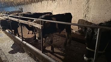 японская собака акита ину: Продаю | Бык (самец) | На откорм — 1