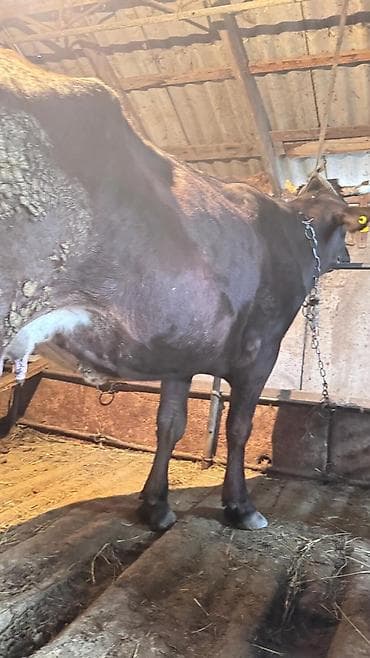 пчелы матки: Продаю | Корова (самка) | Для молока | После отела — 2