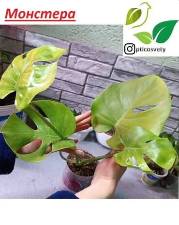 цветы оптом для бизнеса бишкек: Продаю комнатные цветы в ассортименте: Дримиопсис. Маранта Мостера — 6