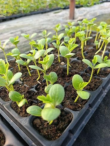 Дарбыз көчөт сатам, Аталанта ф1 сорту, 150 шт lalafo.kg да Дарбыз көчөт сатам, Аталанта ф1 сорту, 150 шт