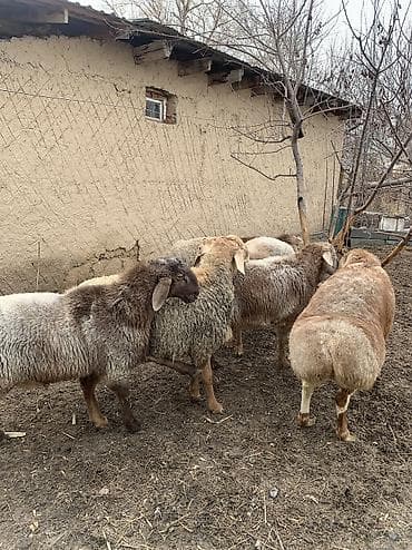 сова купить живая: Продаю | Баран (самец) | Арашан | Для разведения — 8