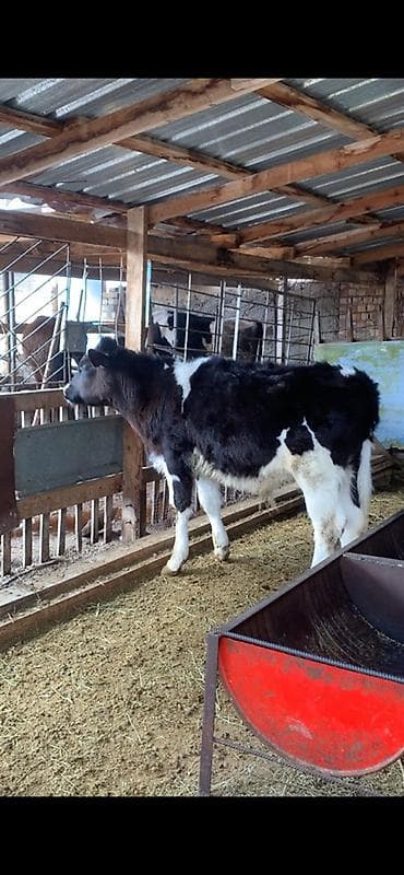 куплю корм для животных: Продаю | Музоо, торпок | Голштин | На откорм — 3