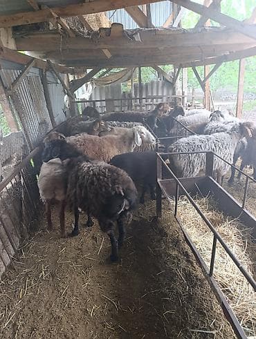 туки сена: Продаю | Овца (самка) | Полукровка | Для разведения | Матка — 3