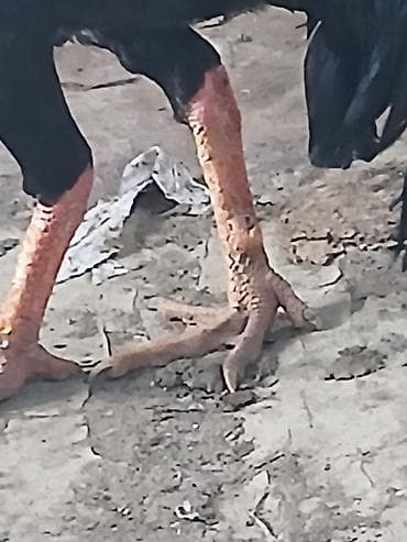 животные на р: Продаю | Петух | Бойцовая | Для разведения — 4